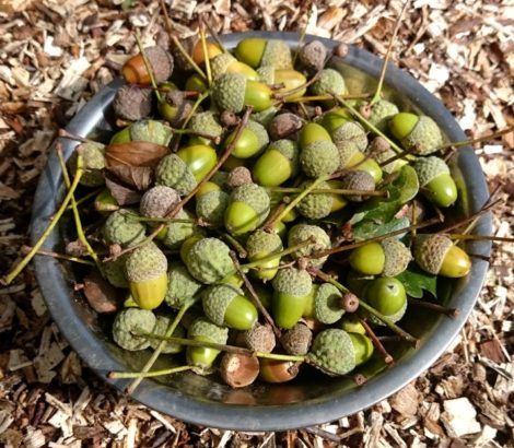 bowl of acorns