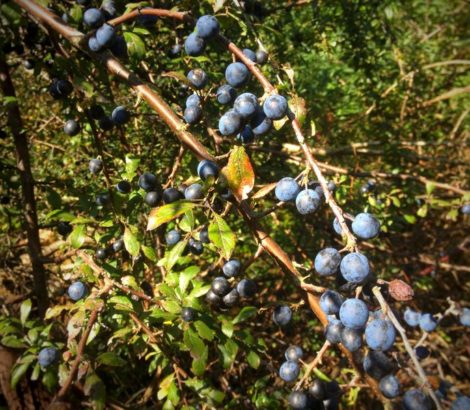 Sloes