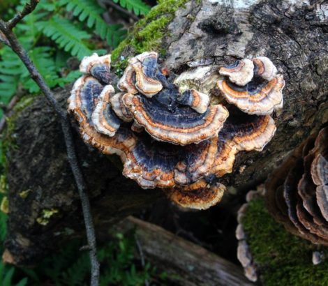 Bracket fungus