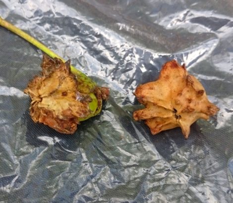 Knopper galls