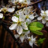 Blackthorn blossom