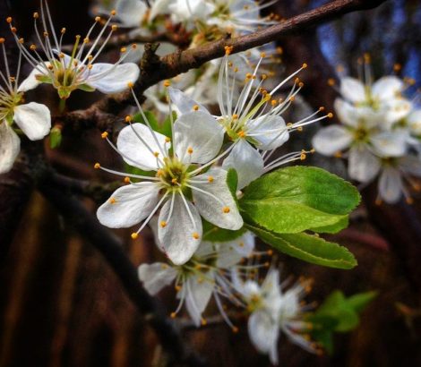 Blackthorn blossom